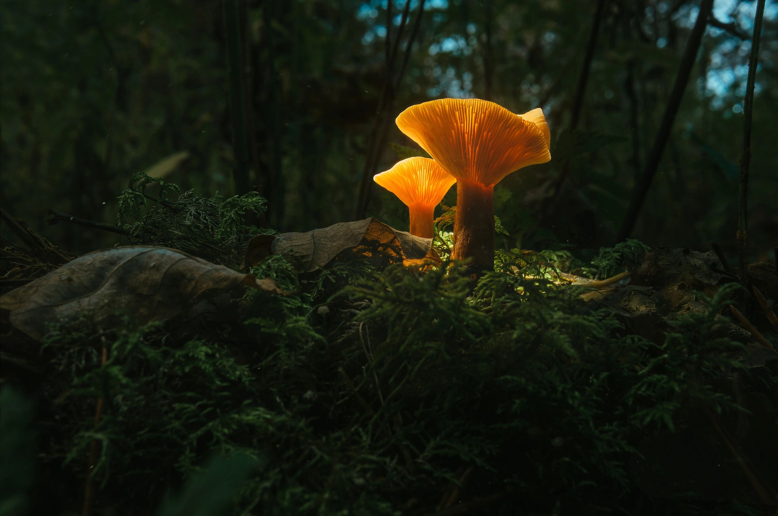 Glowing mushroom in mossy forest