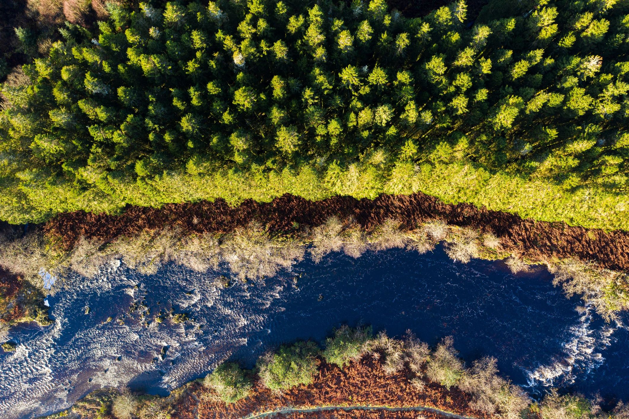 Aerial river through forest landscape