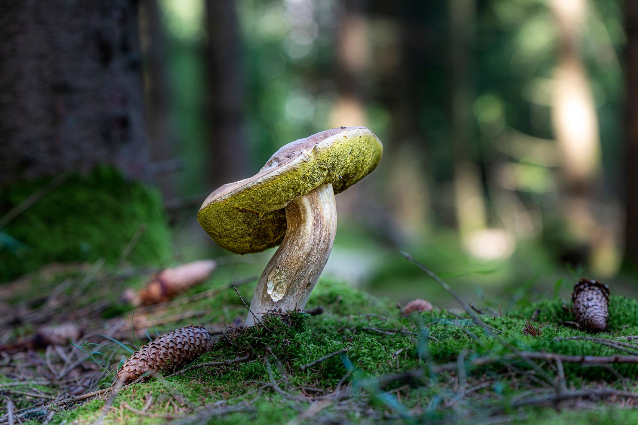 Single mushroom in forest with soft bokeh