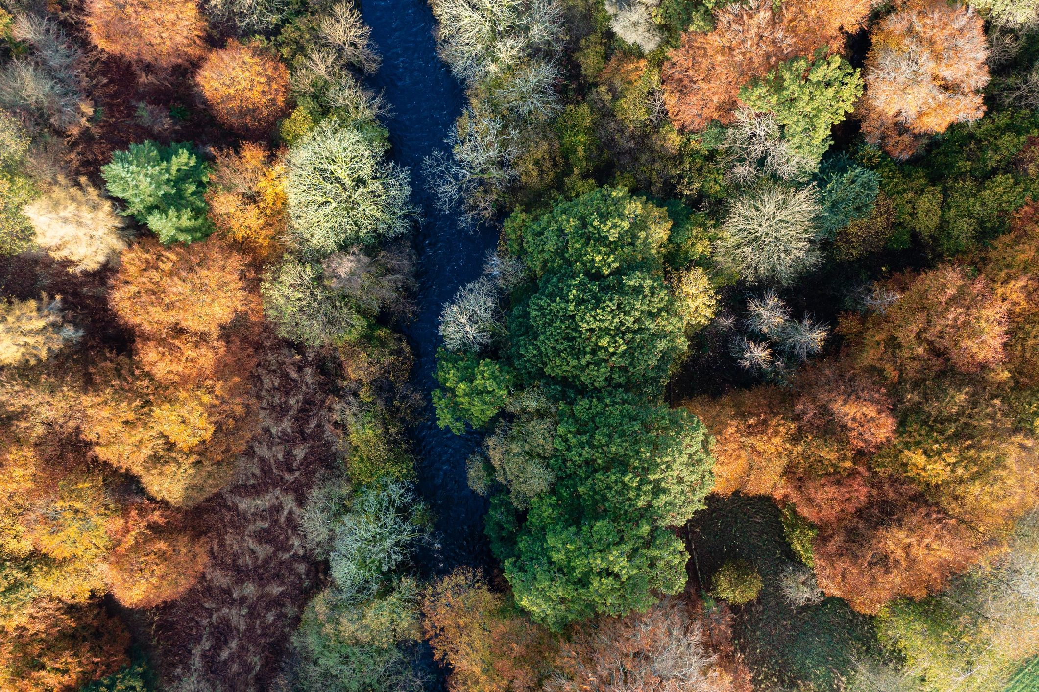 Woodland river in autumn