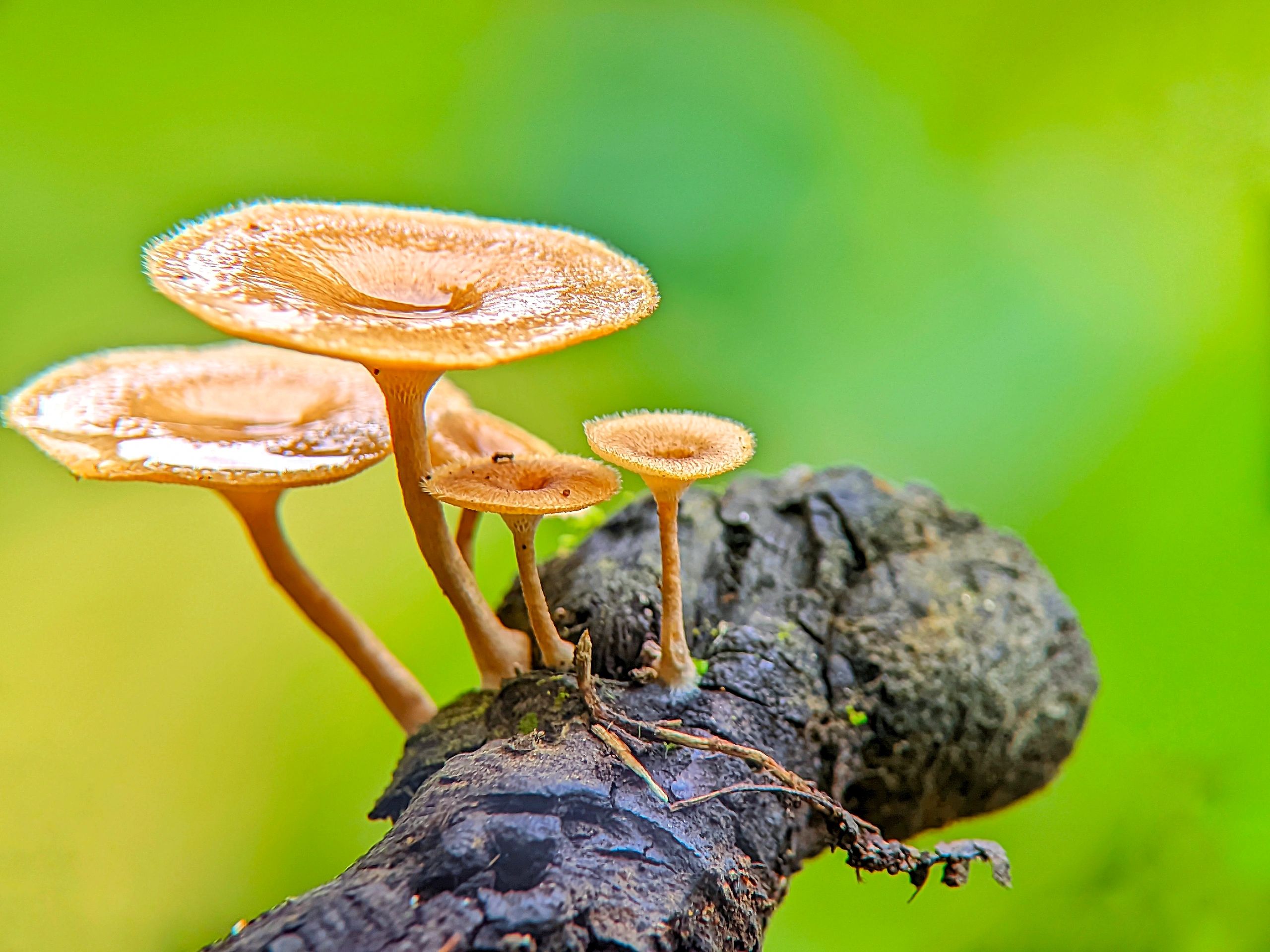 Mushrooms growing on tree branches in a forest