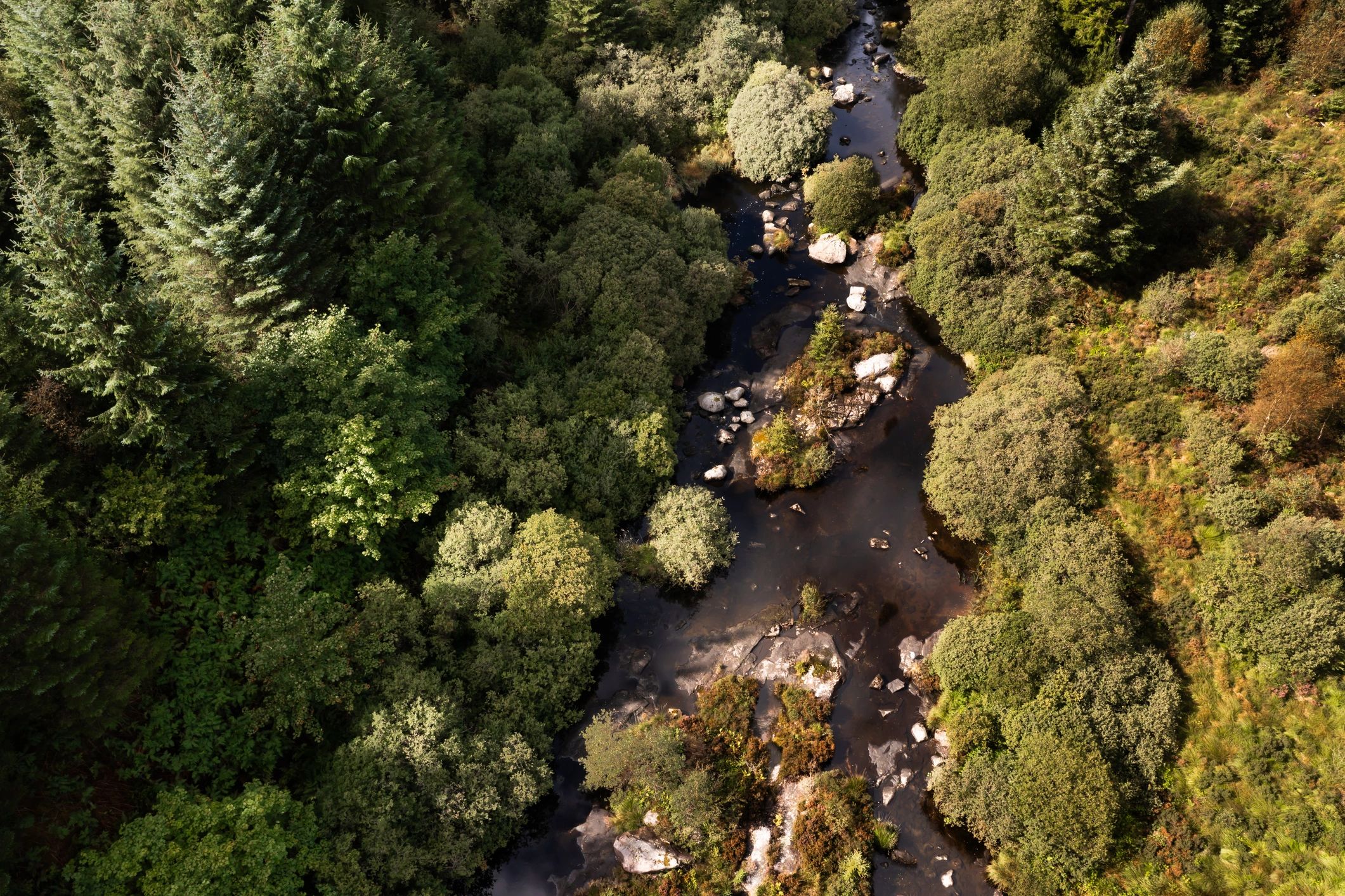 River winding through forest